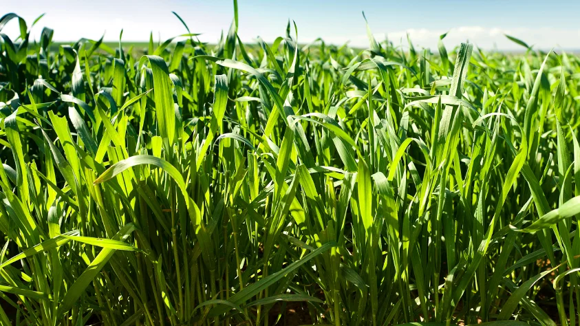 110725_VITERRRA_PORT_LINCOLN_YOUNG_WHEAT_090.jpg